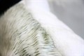 Подушка декор Panda 60*70см - фото 7526